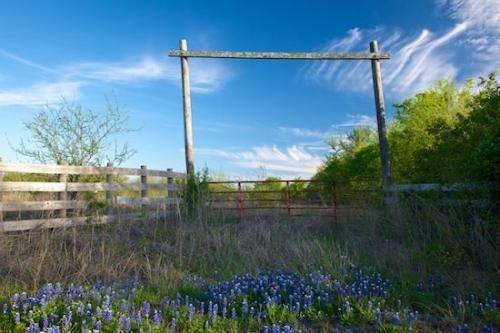 Flower;bluebonnets;gate;Green;Texas;Agricultural;Flowers;Tan;Sky;Bloom;Farm;Farmland;floral;Clouds;Flowering;Brenham;Fields;Flora;Gate;Wildflower;Agriculture;Farming;grass;Gray;Field;bluebonnet;Blue;fence;Pasture;fence row;Brown